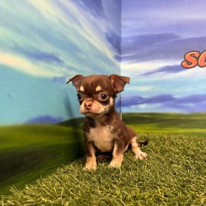 Chihuahua macho