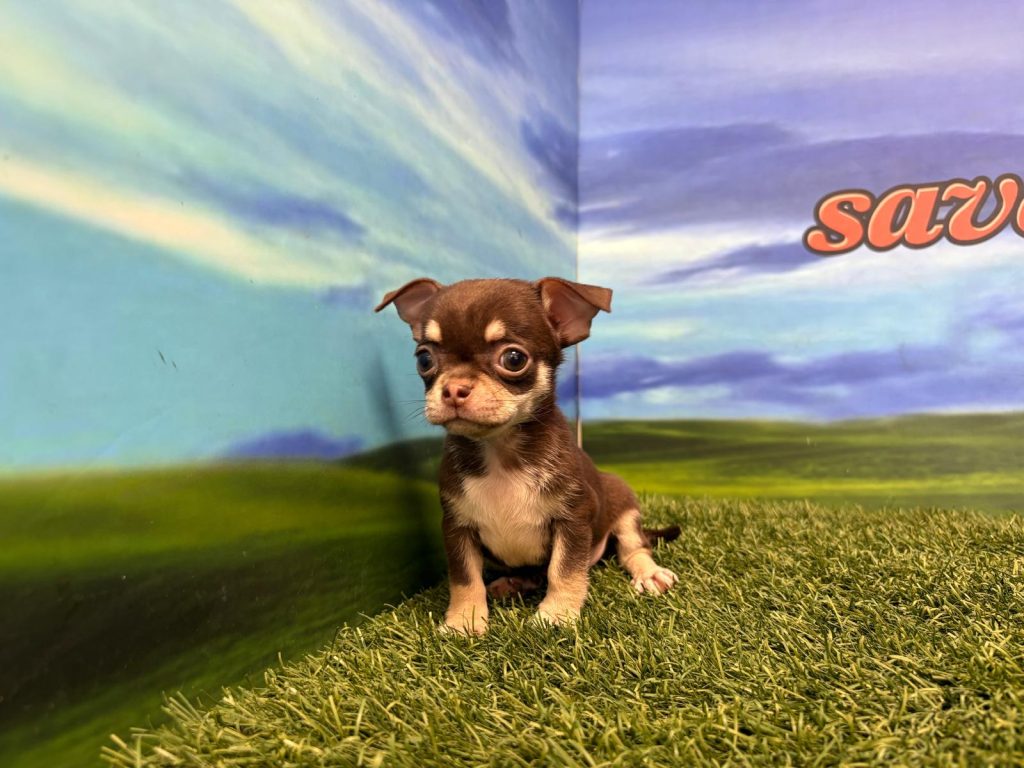 Chihuahua macho