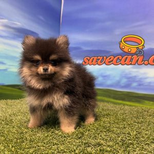 Lulú de Pomerania hembra
