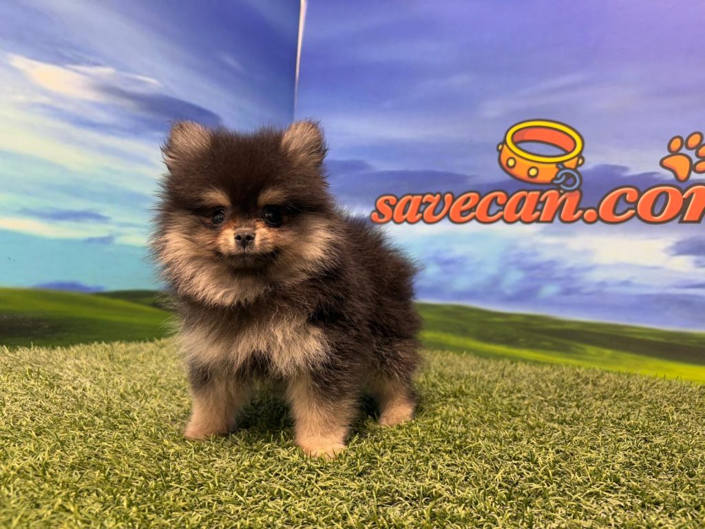 Lulú de Pomerania hembra
