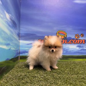Lulú de Pomerania macho