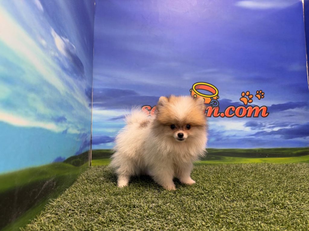 Lulú de Pomerania macho