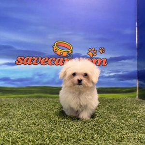 Bichón Maltés macho