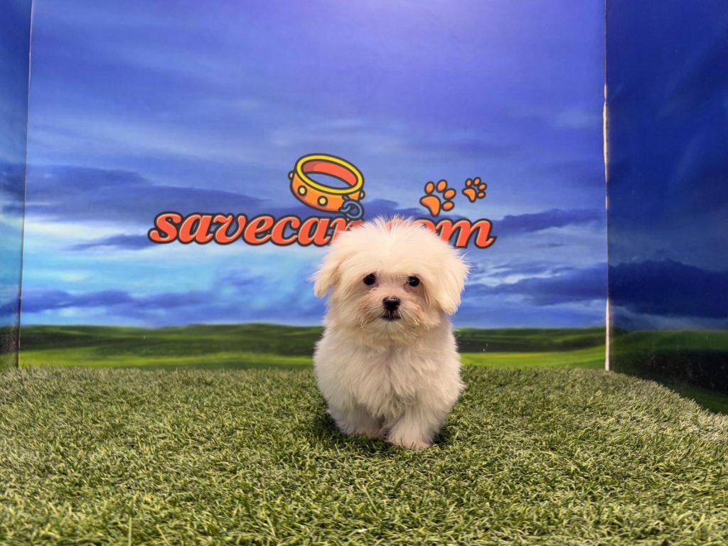 Bichón Maltés macho