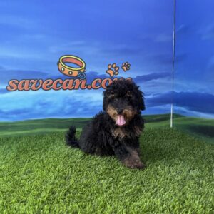Caniche macho toy