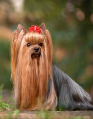 Yorkshire Terrier