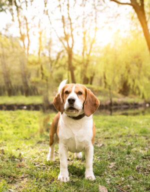 Beagle