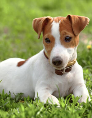 Jack Russell Terrier