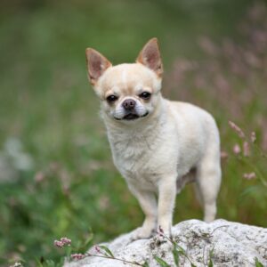 Chihuahua