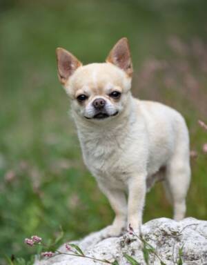 Chihuahua