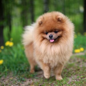 Lulú de Pomerania
