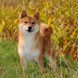 Shiba Inu