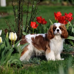 Cavalier King Charles