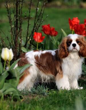 Cavalier King Charles
