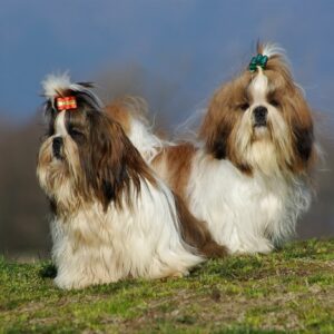 Shih Tzu
