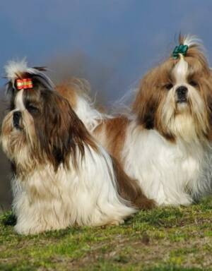 Shih Tzu