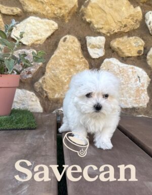 Bichón Maltés hembra