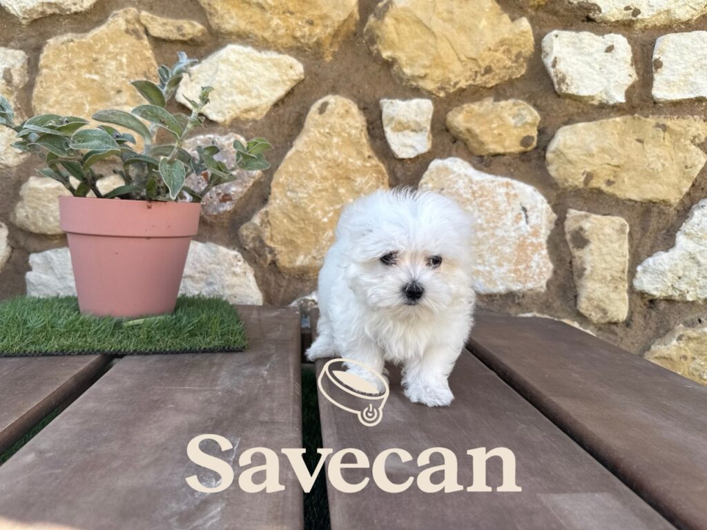 Bichón Maltés hembra