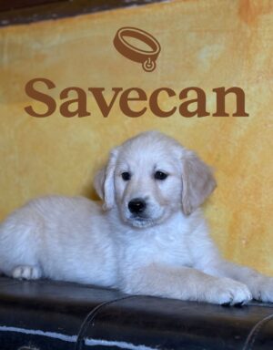 Golden Retriever hembra