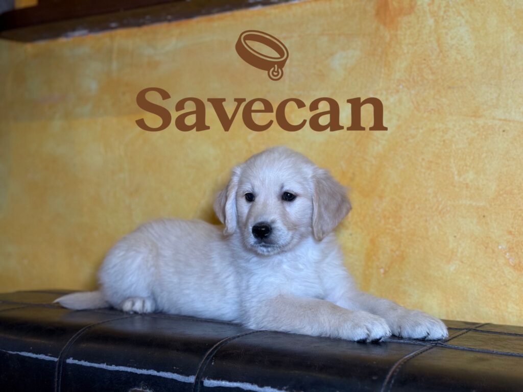 Golden Retriever hembra