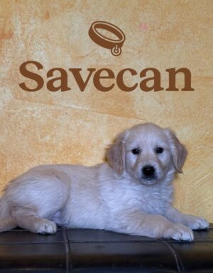 Golden Retriever macho