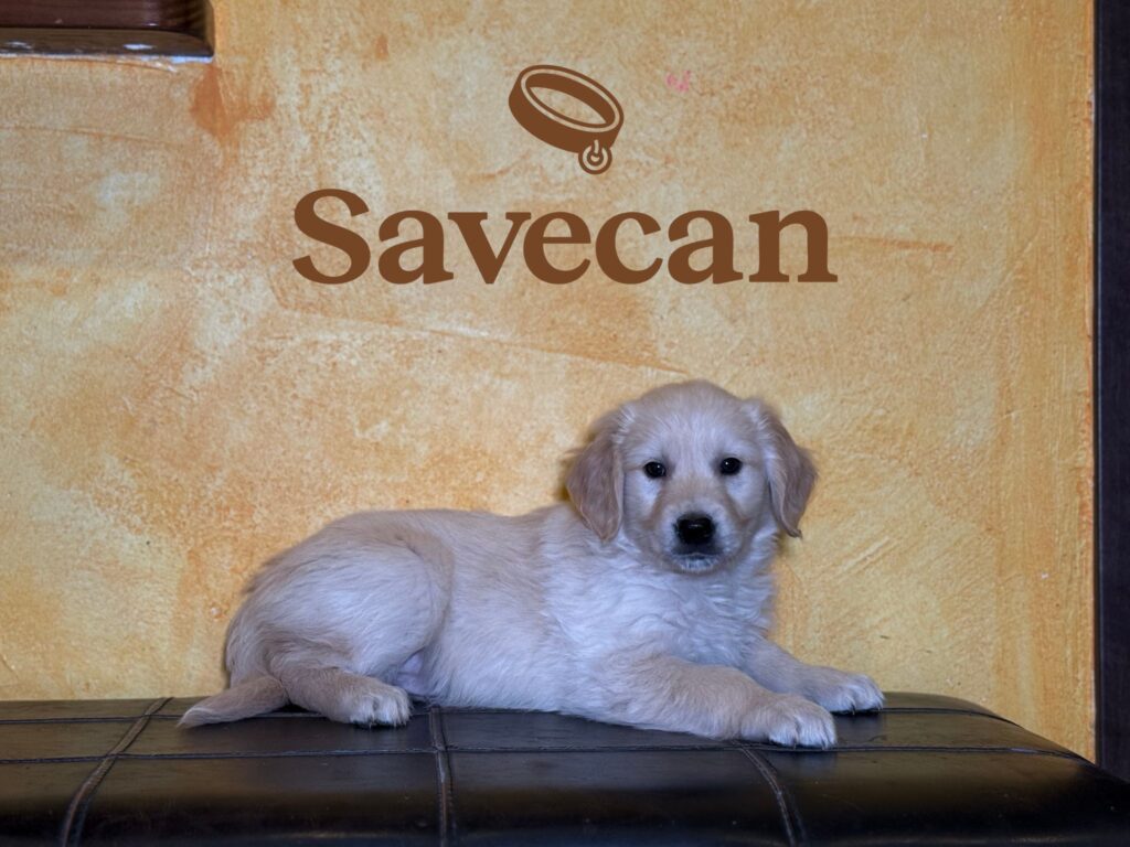 Golden Retriever macho