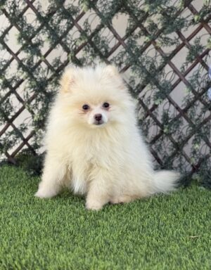Lulú de Pomerania macho