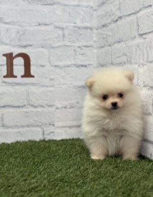 Lulú de Pomerania macho