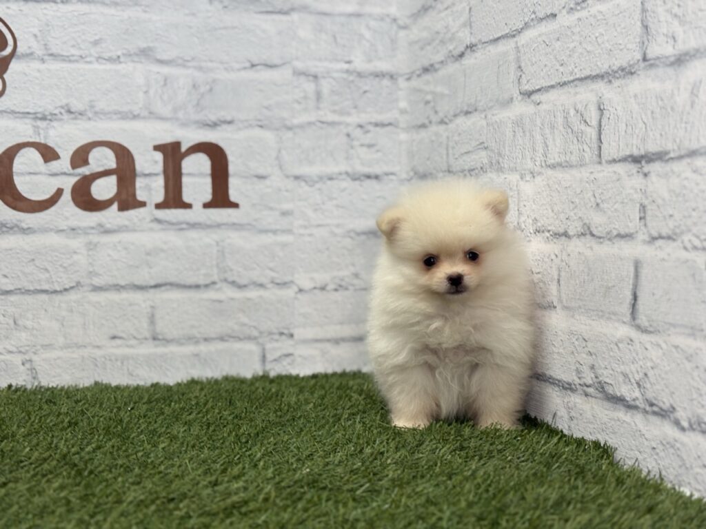 Lulú de Pomerania macho
