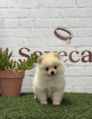 Lulú de Pomerania hembra