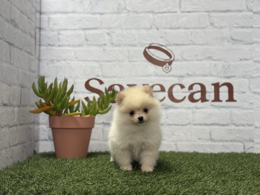 Lulú de Pomerania hembra