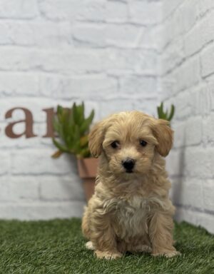 Maltipoo hembra