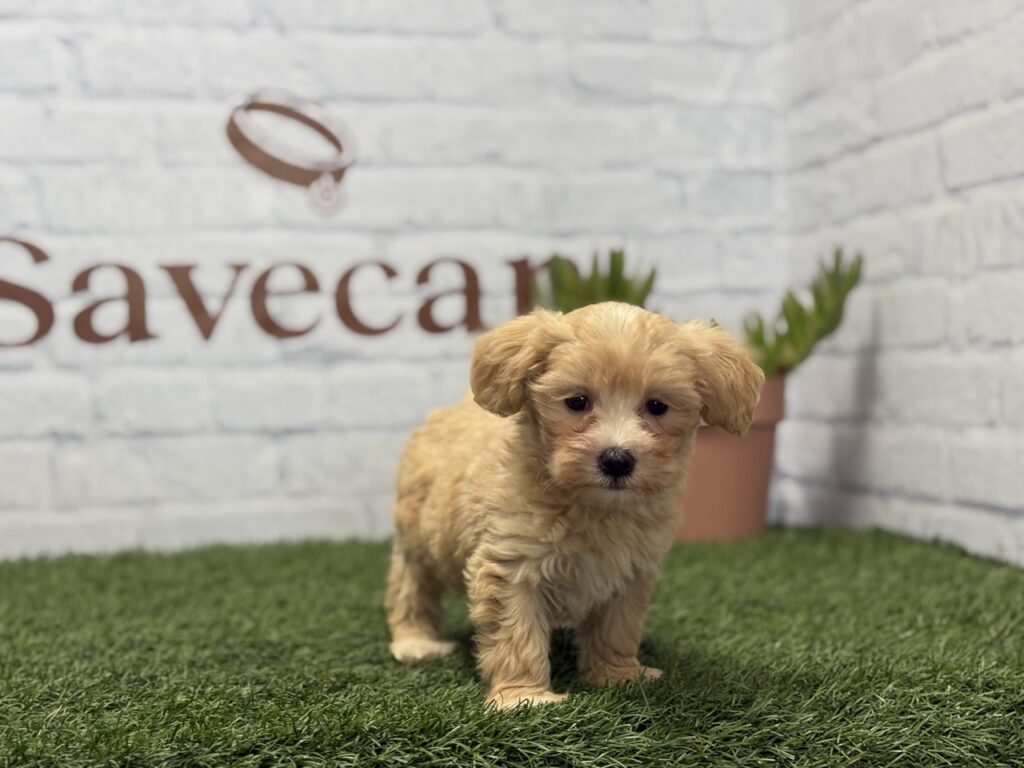 Maltipoo hembra