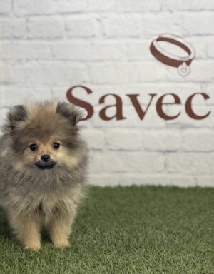 Lulú de Pomerania hembra