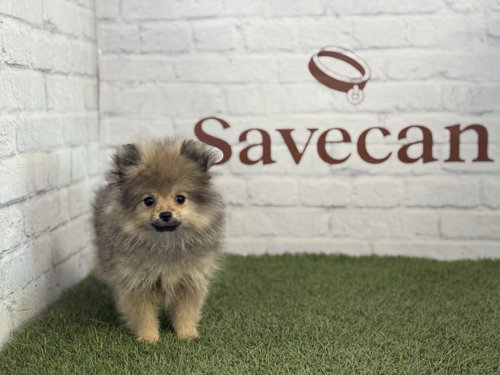 Lulú de Pomerania hembra