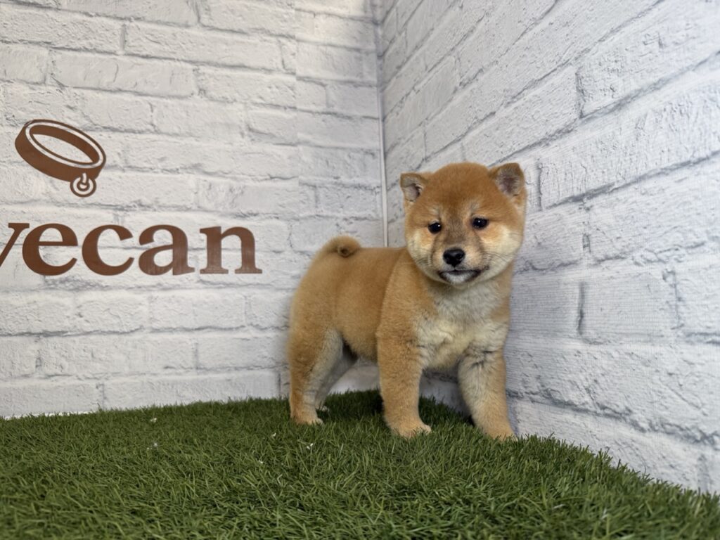 Shiba Inu Hembra