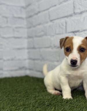Jack Russell hembra