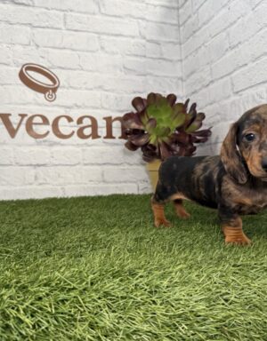 Teckel hembra merlé