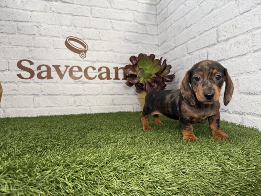 Teckel hembra merlé