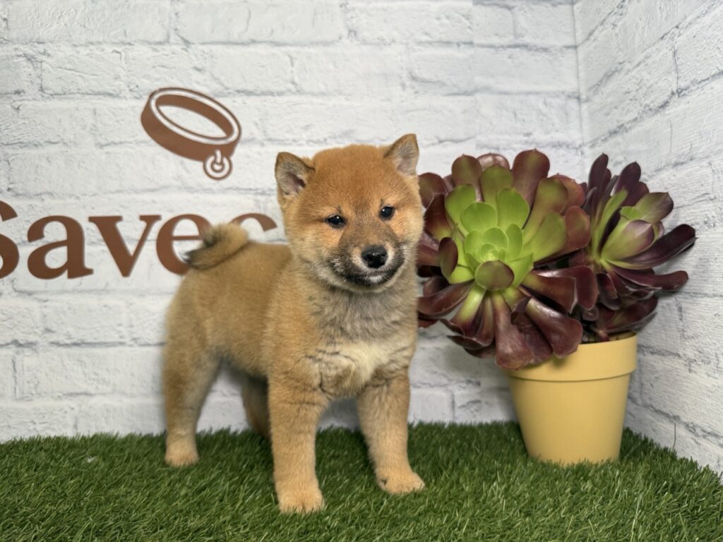Shiba Inu Macho