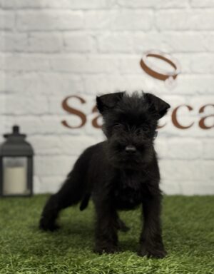 Schnauzer Miniatura hembra