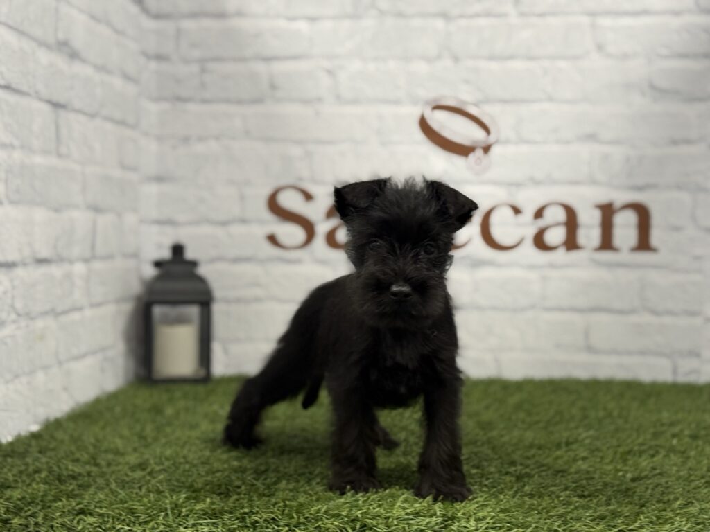 Schnauzer Miniatura hembra