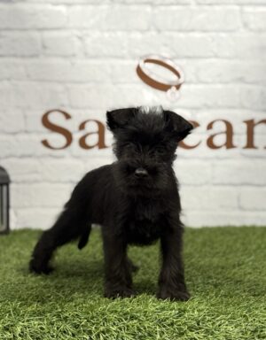Schnauzer Miniatura Macho