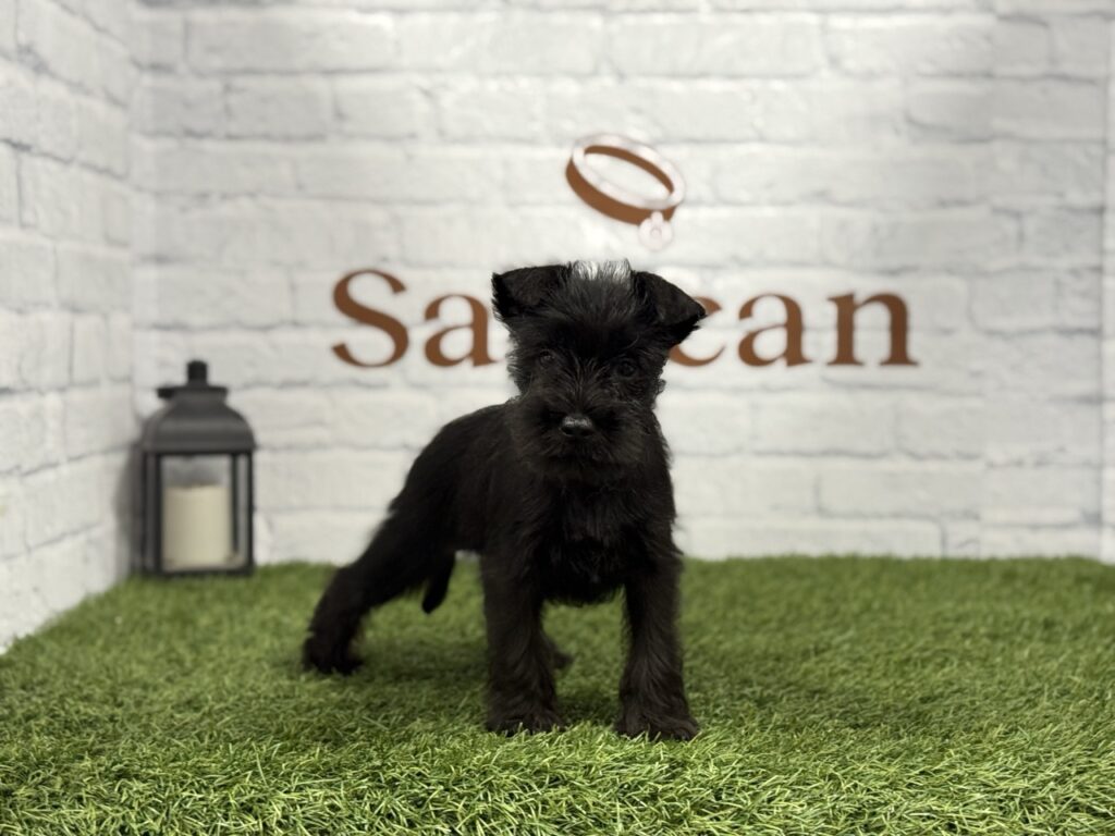 Schnauzer Miniatura Macho