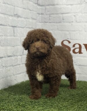 Perro de Aguas Hembra