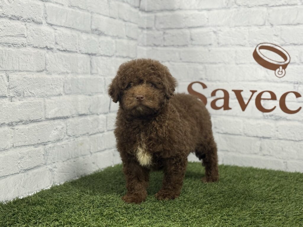 Perro de Aguas Hembra