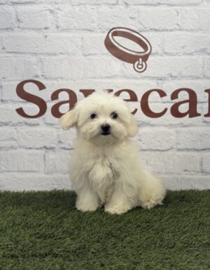 Bichón Maltés macho