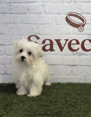 Bichón Maltés macho