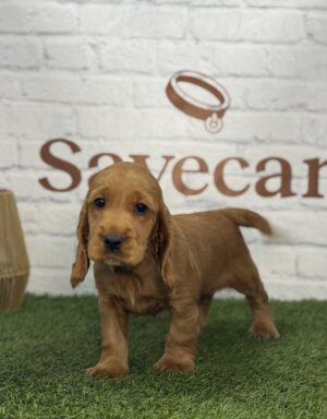 Cocker Inglés hembra