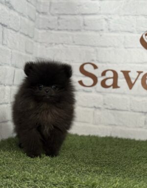 Lulú de Pomerania macho